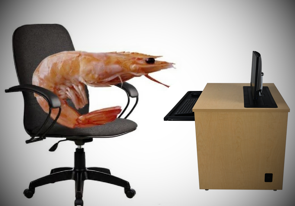 Shrimp bent over 90 degrees, doing computer work.